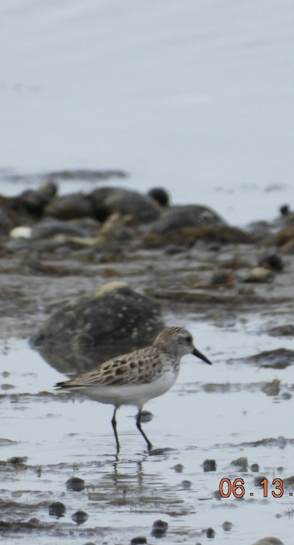 Semipalmated Sandpiper - ML637521406