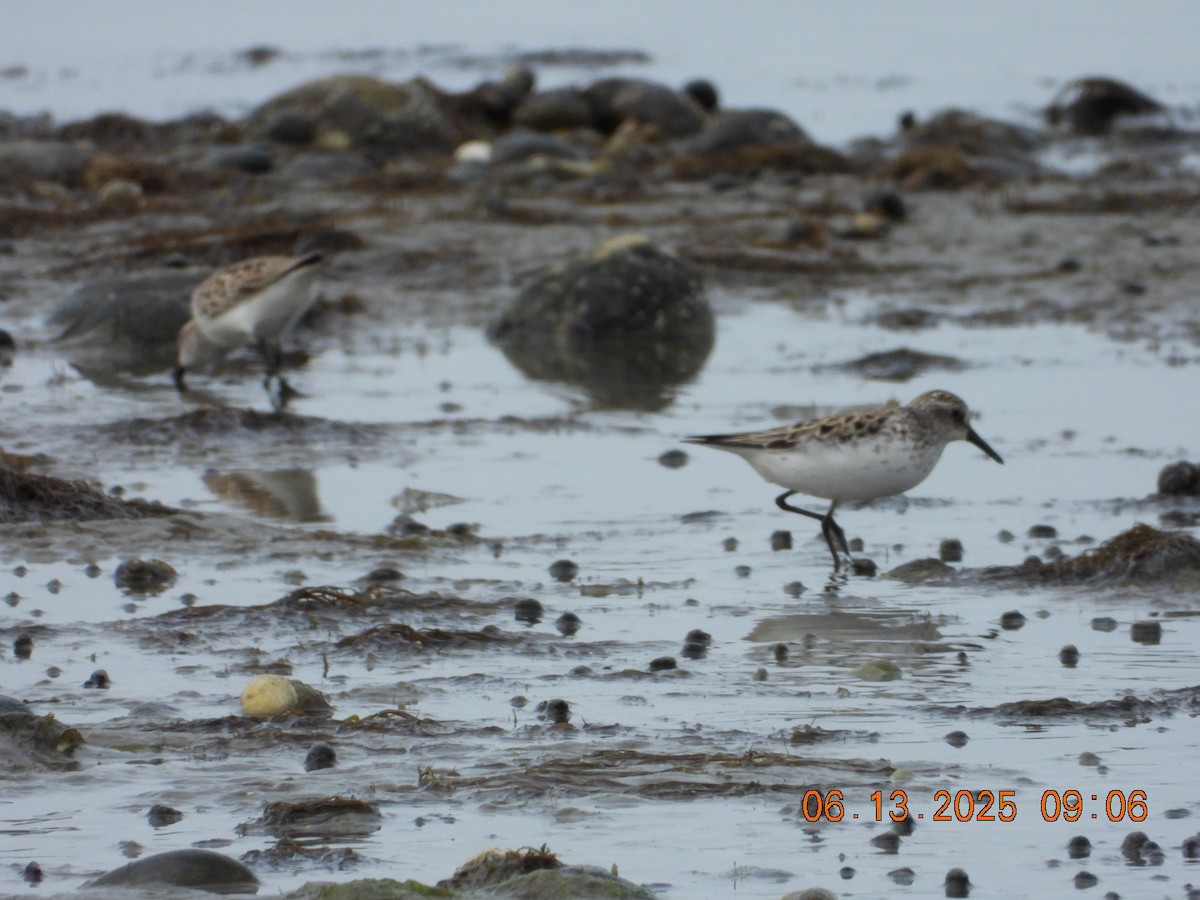 Semipalmated Sandpiper - ML637521407