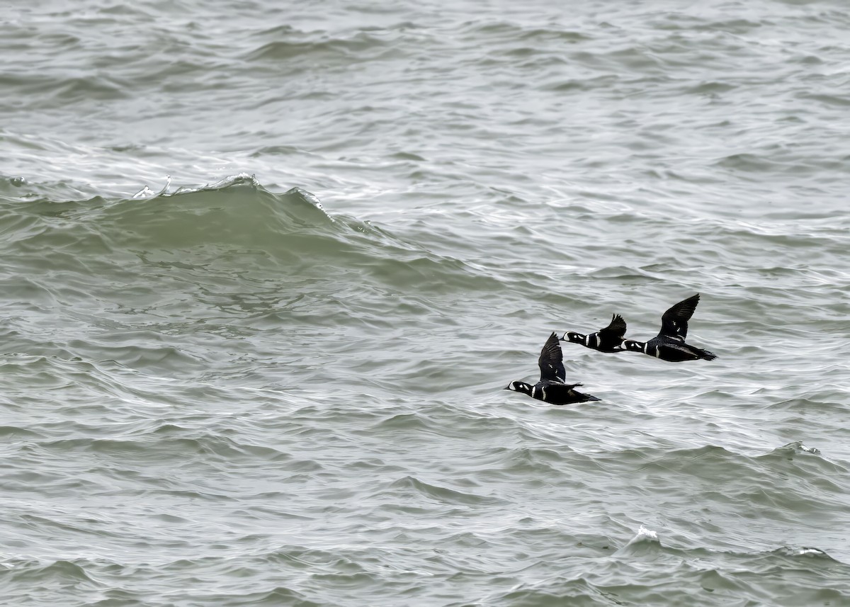 Harlequin Duck - ML637521412