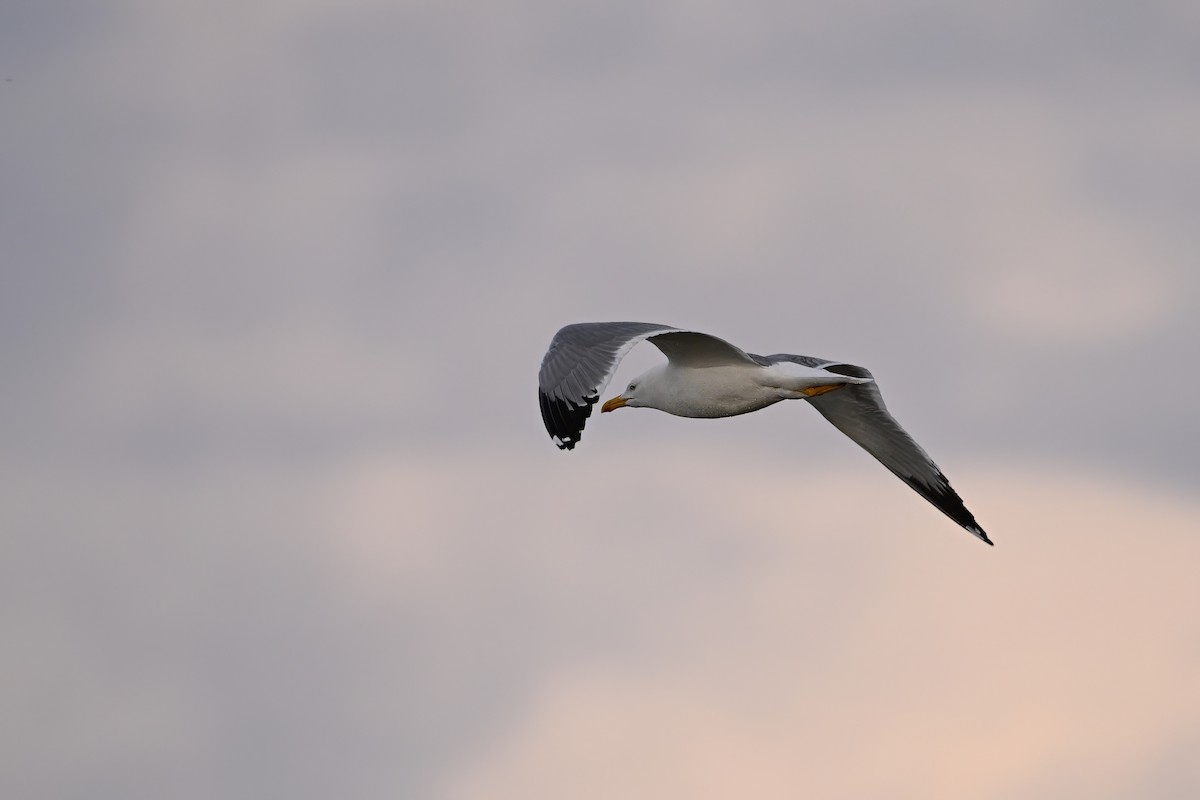 Mongolian Gull - ML637521434