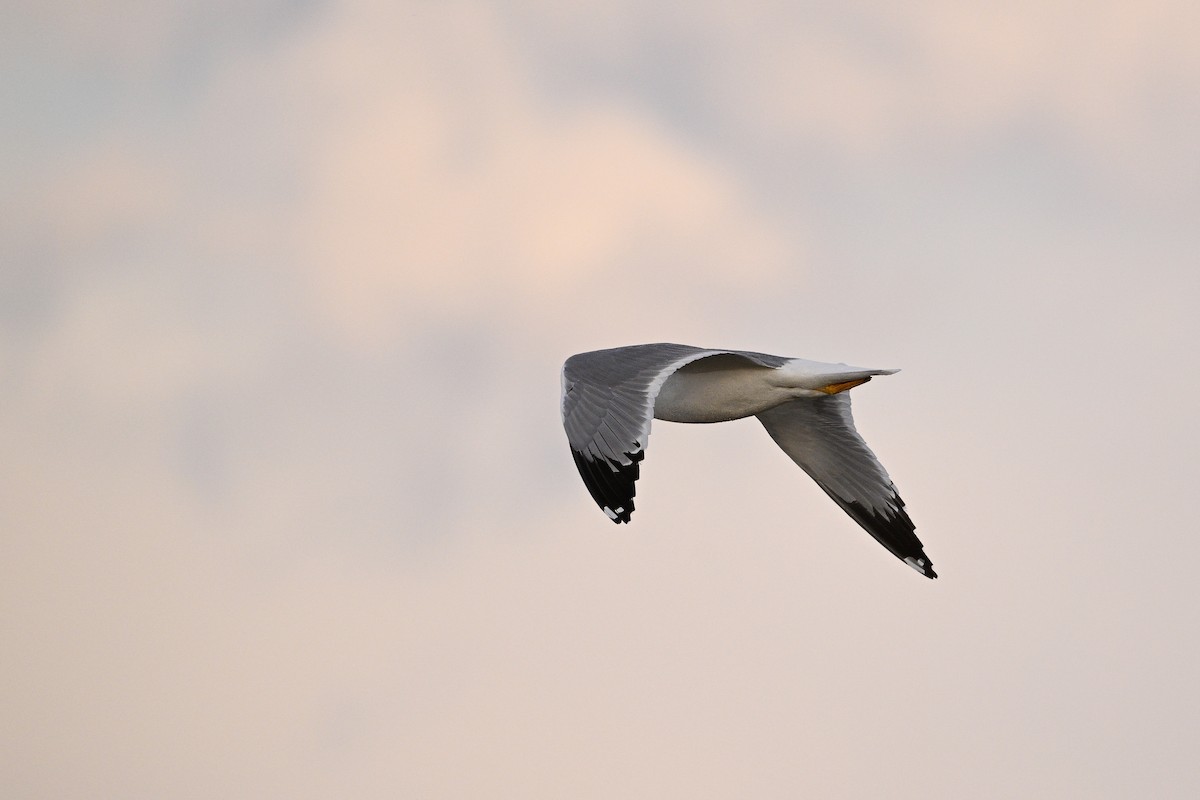 Mongolian Gull - ML637521435