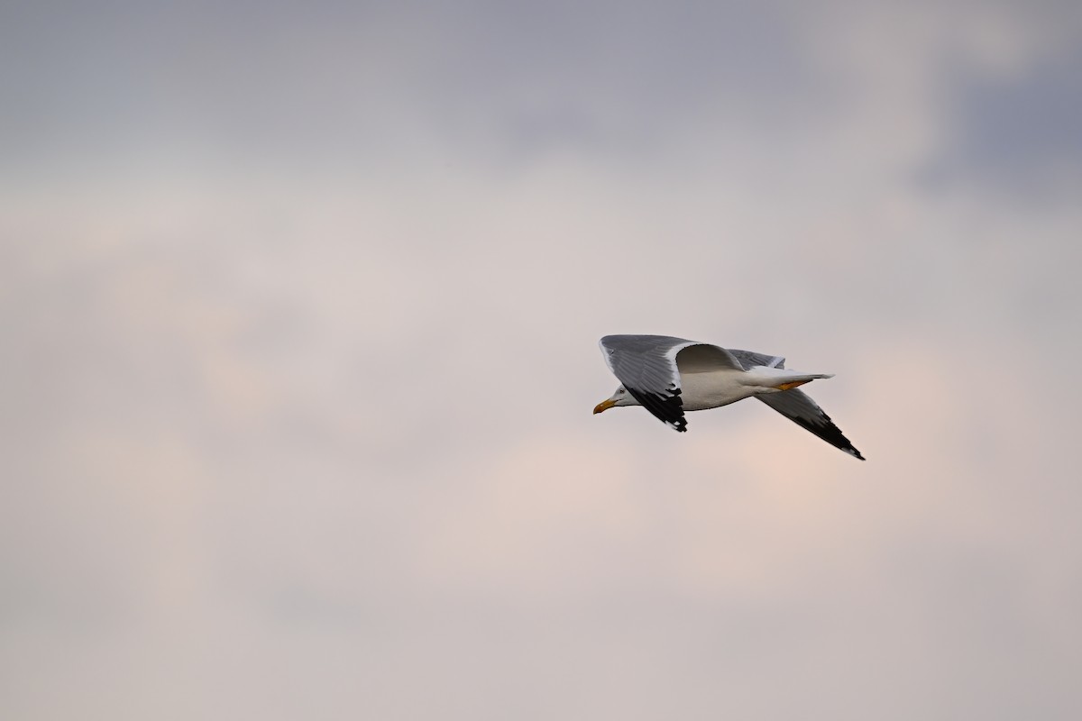 Mongolian Gull - ML637521436