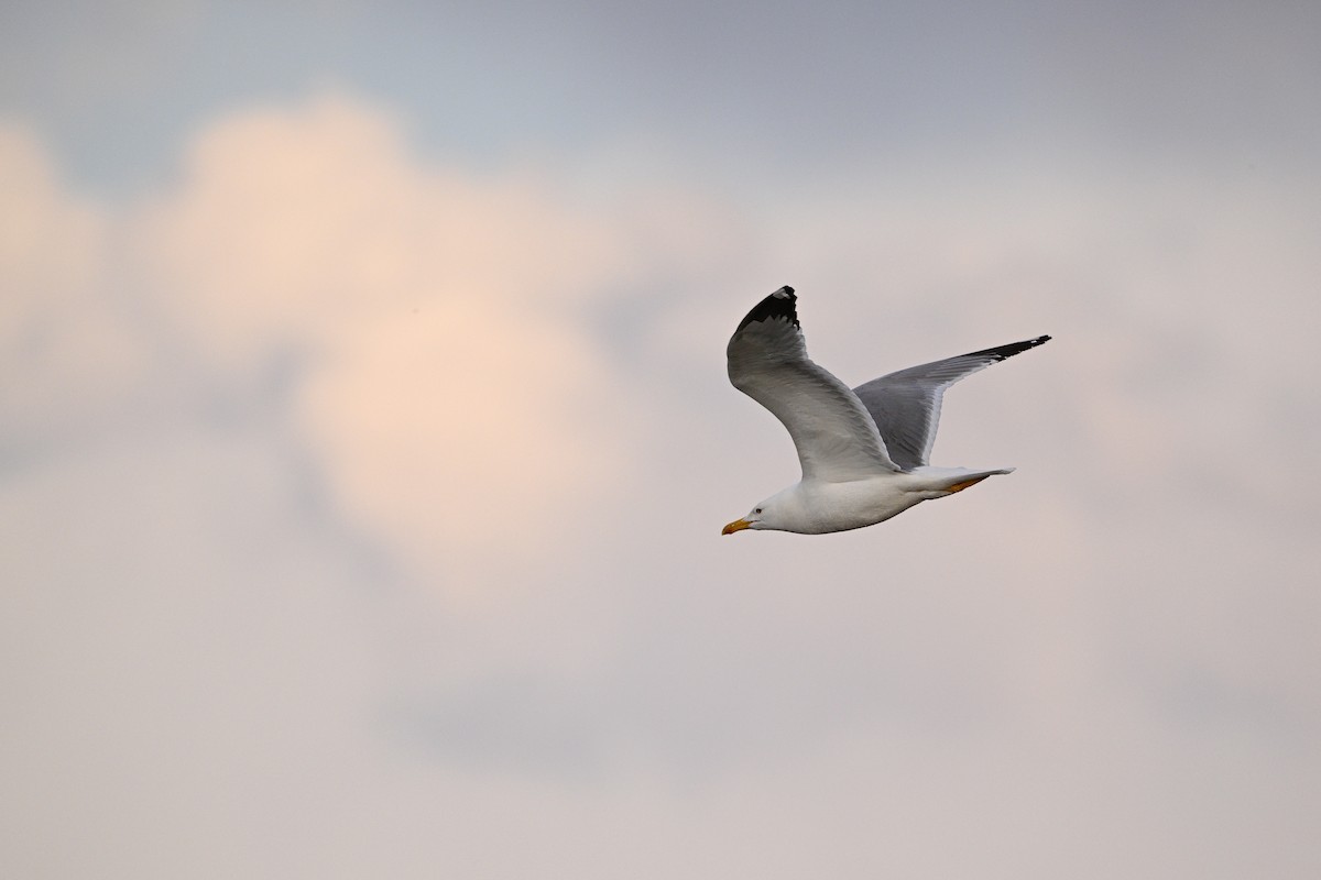 Mongolian Gull - ML637521437