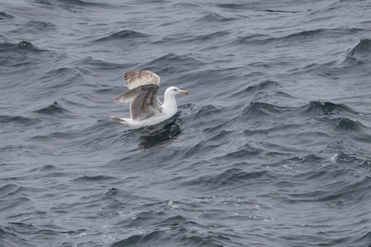 Slaty-backed Gull - ML637521440