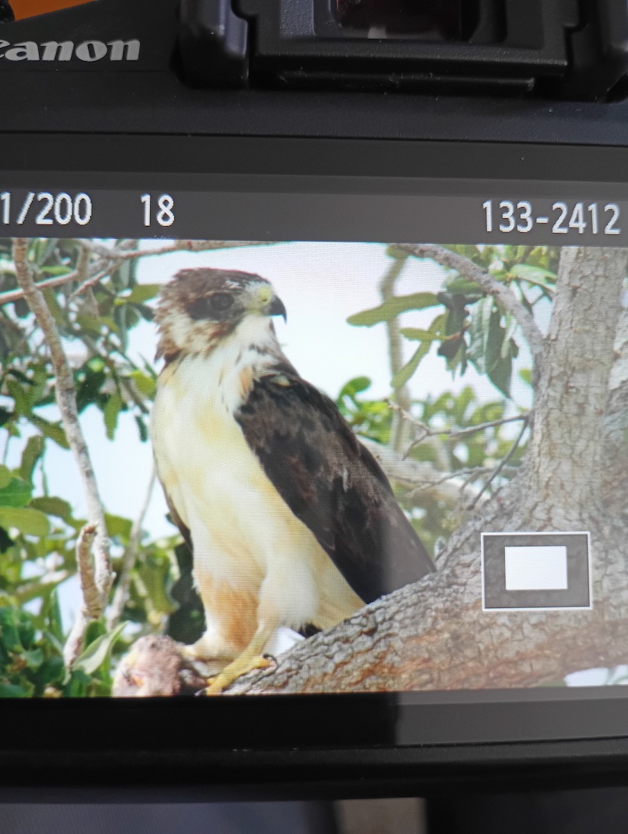 Short-tailed Hawk - ML637521479