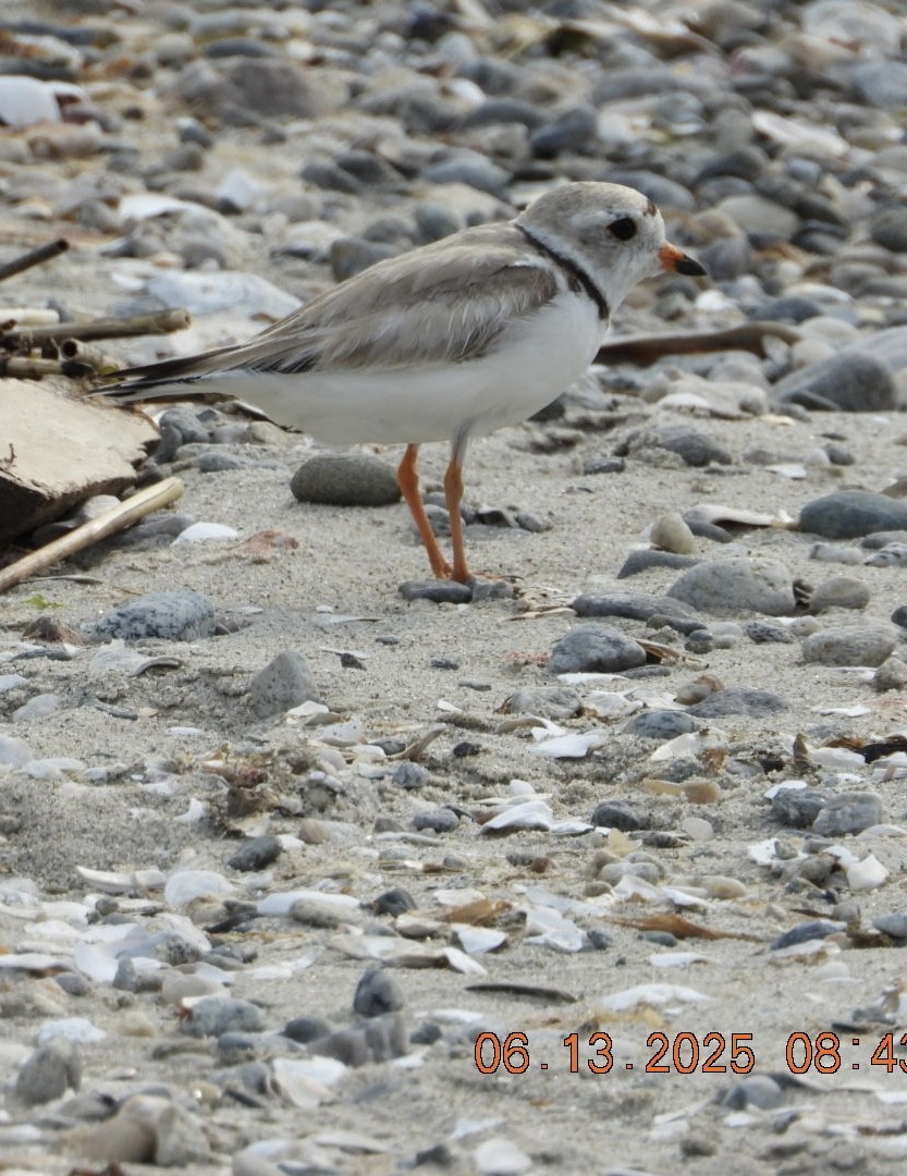 Piping Plover - ML637521485