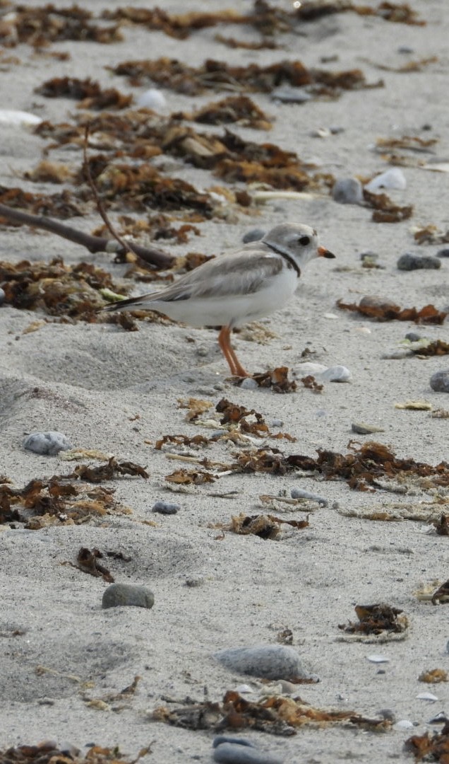 Piping Plover - ML637521486