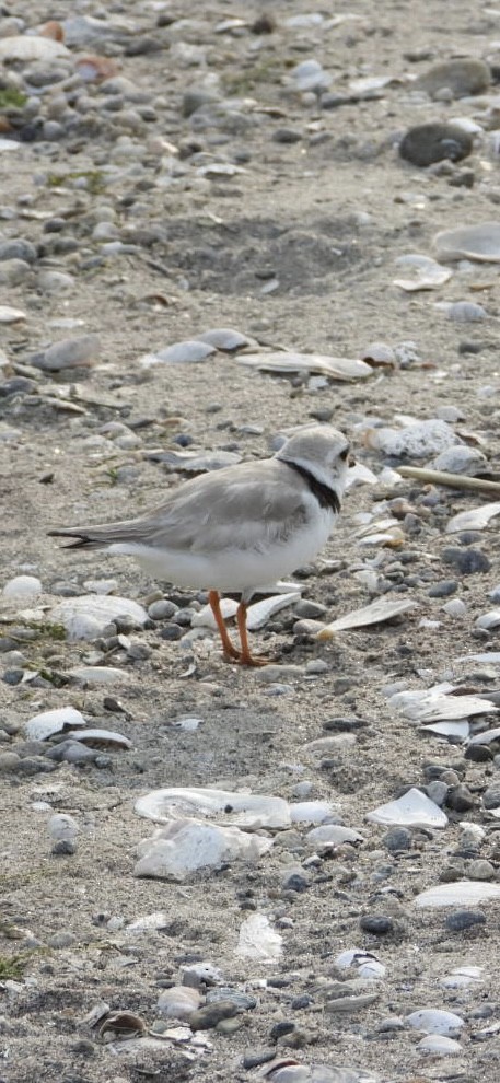 Piping Plover - ML637521488