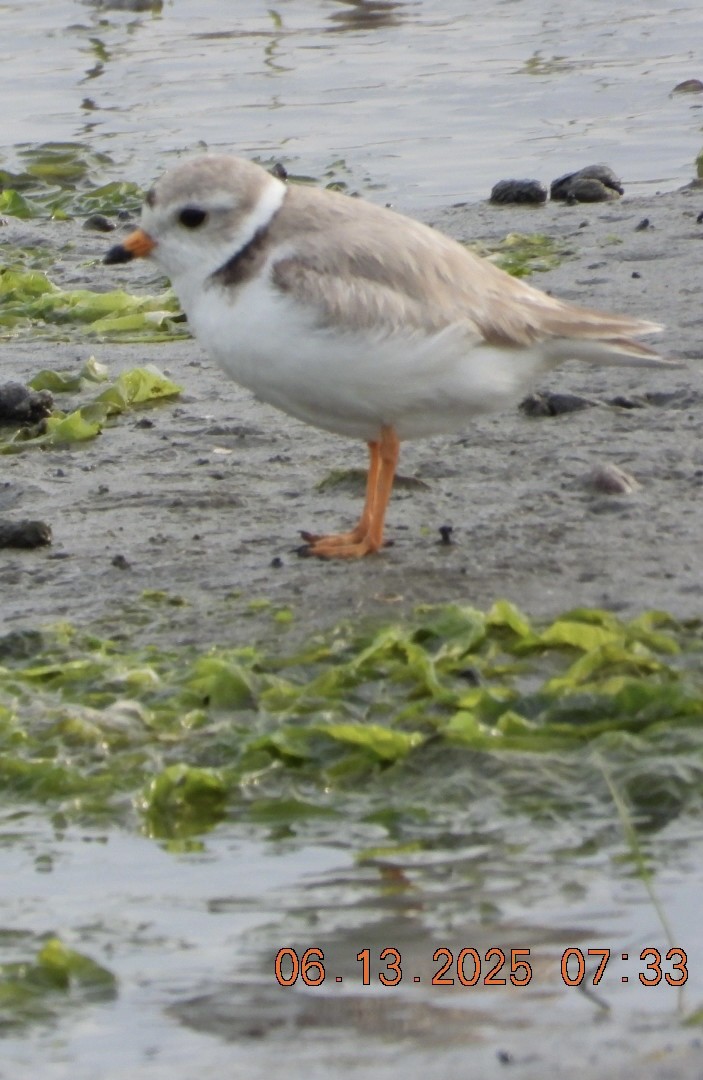 Piping Plover - ML637521489
