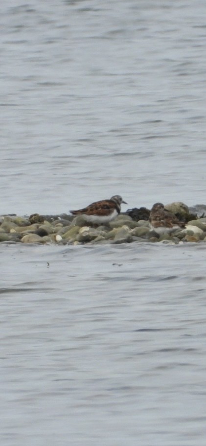 Ruddy Turnstone - ML637521493