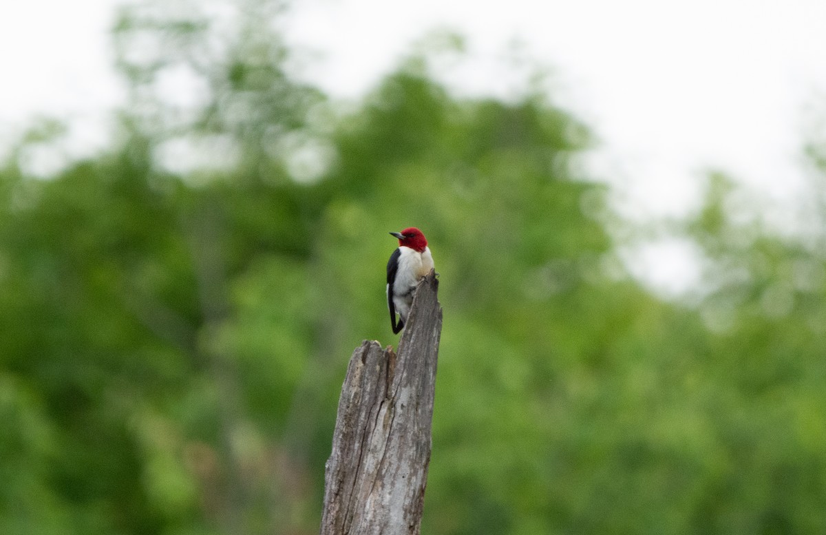 Red-headed Woodpecker - ML637521549