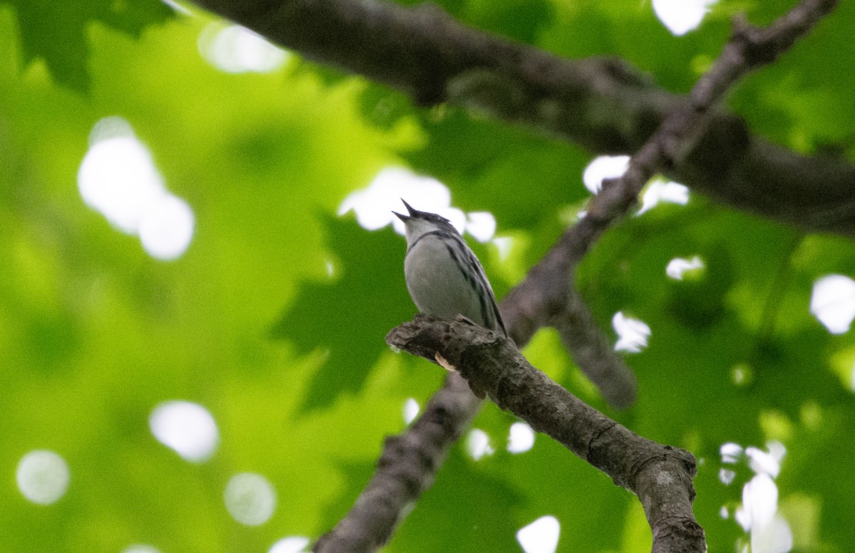 Cerulean Warbler - ML637521555