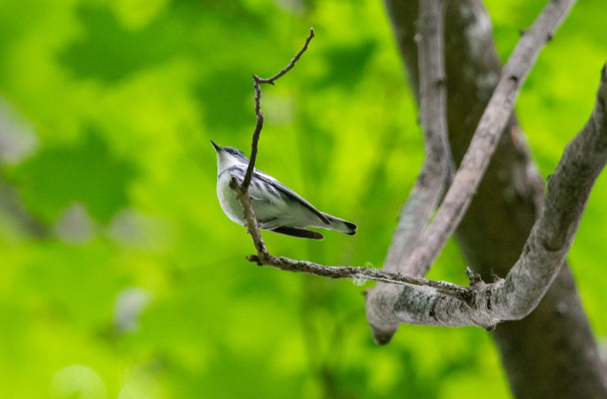 Cerulean Warbler - ML637521557