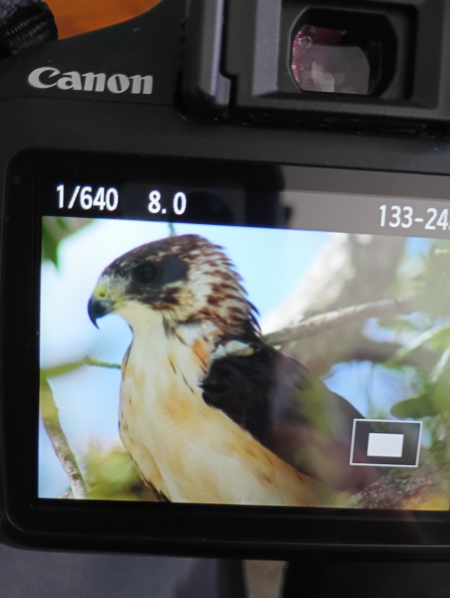 Short-tailed Hawk - ML637521558