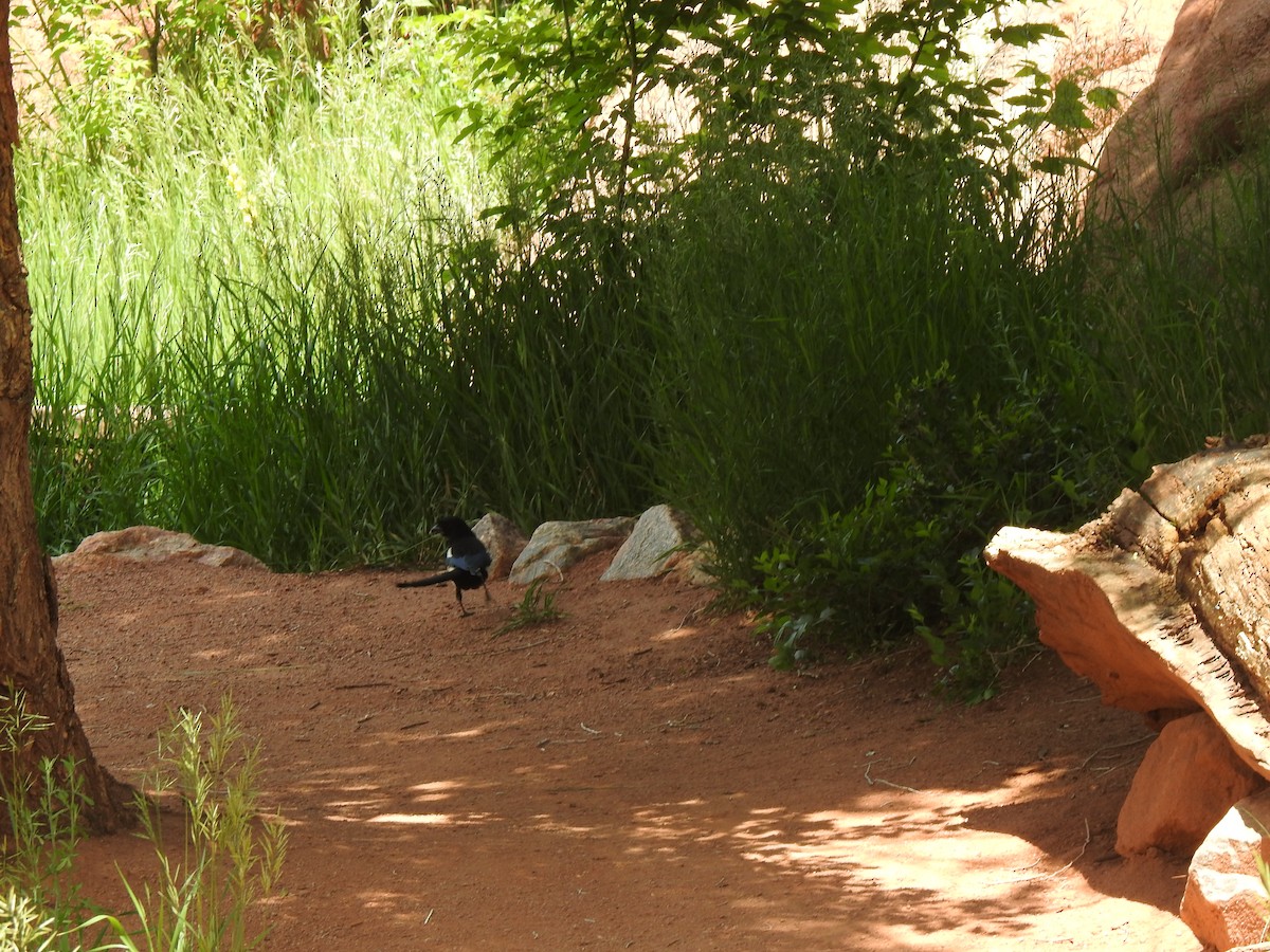 Black-billed Magpie - ML637521580