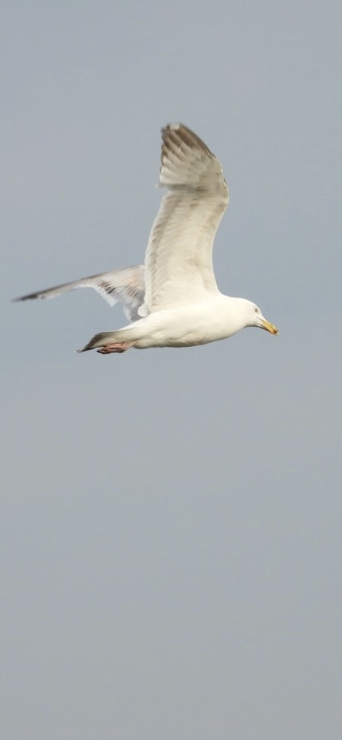 American Herring Gull - ML637521584
