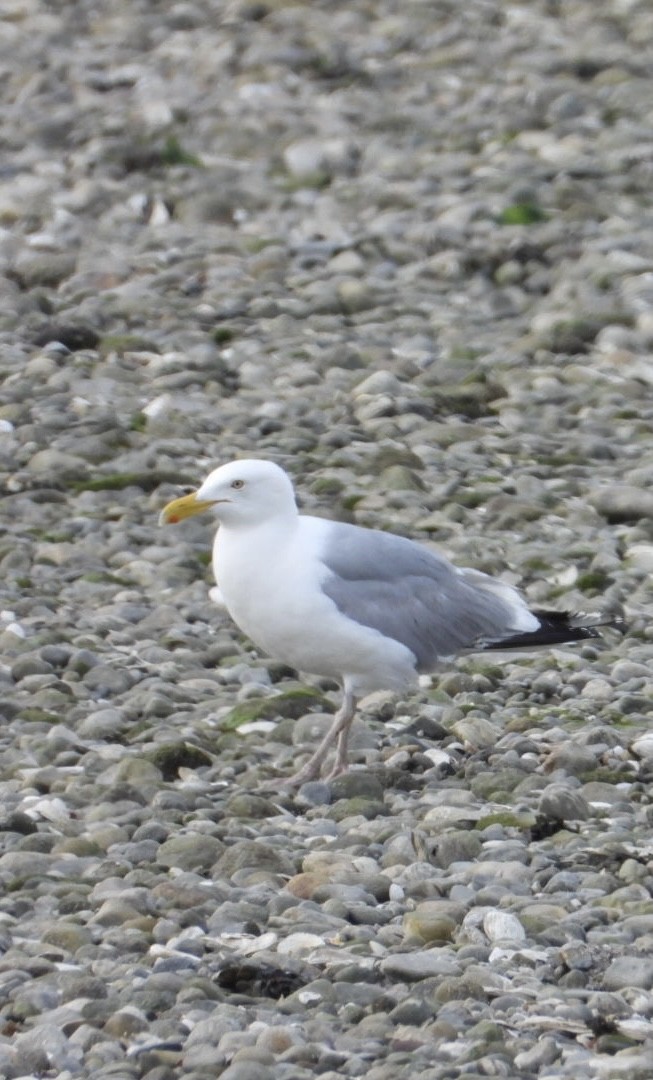 American Herring Gull - ML637521585
