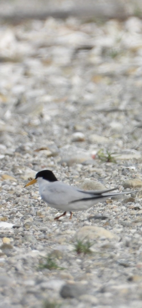 Least Tern - ML637521608