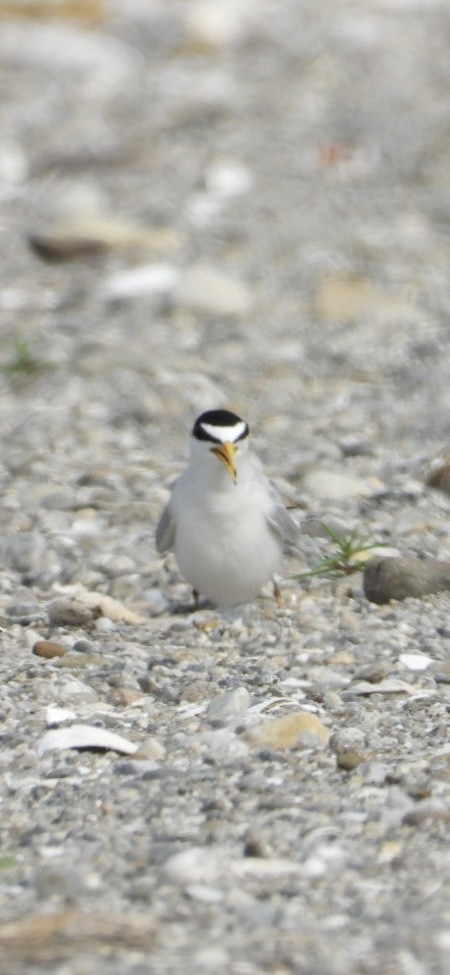Least Tern - ML637521609