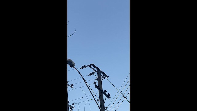 Peregrine Falcon - ML637521628