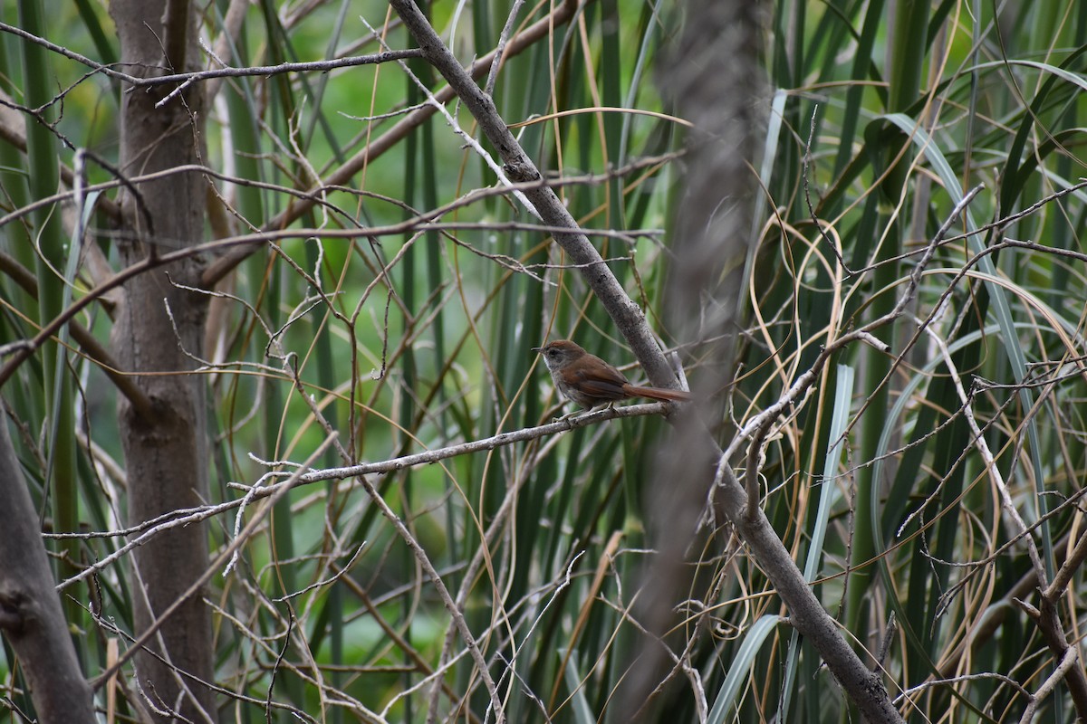 Sooty-fronted Spinetail - ML637521644