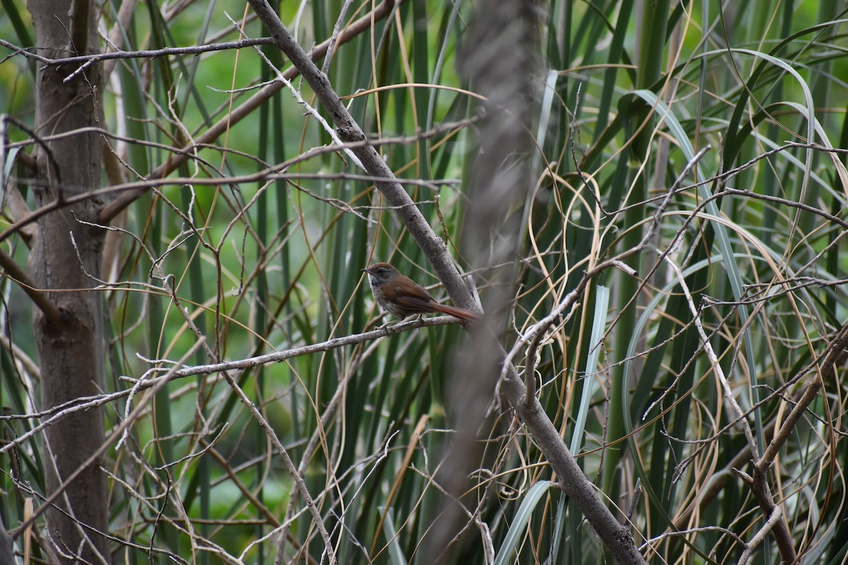 Sooty-fronted Spinetail - ML637521645