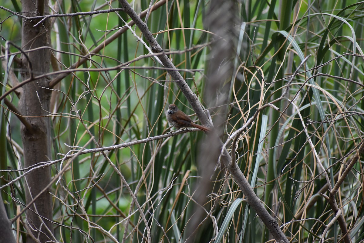 Sooty-fronted Spinetail - ML637521646