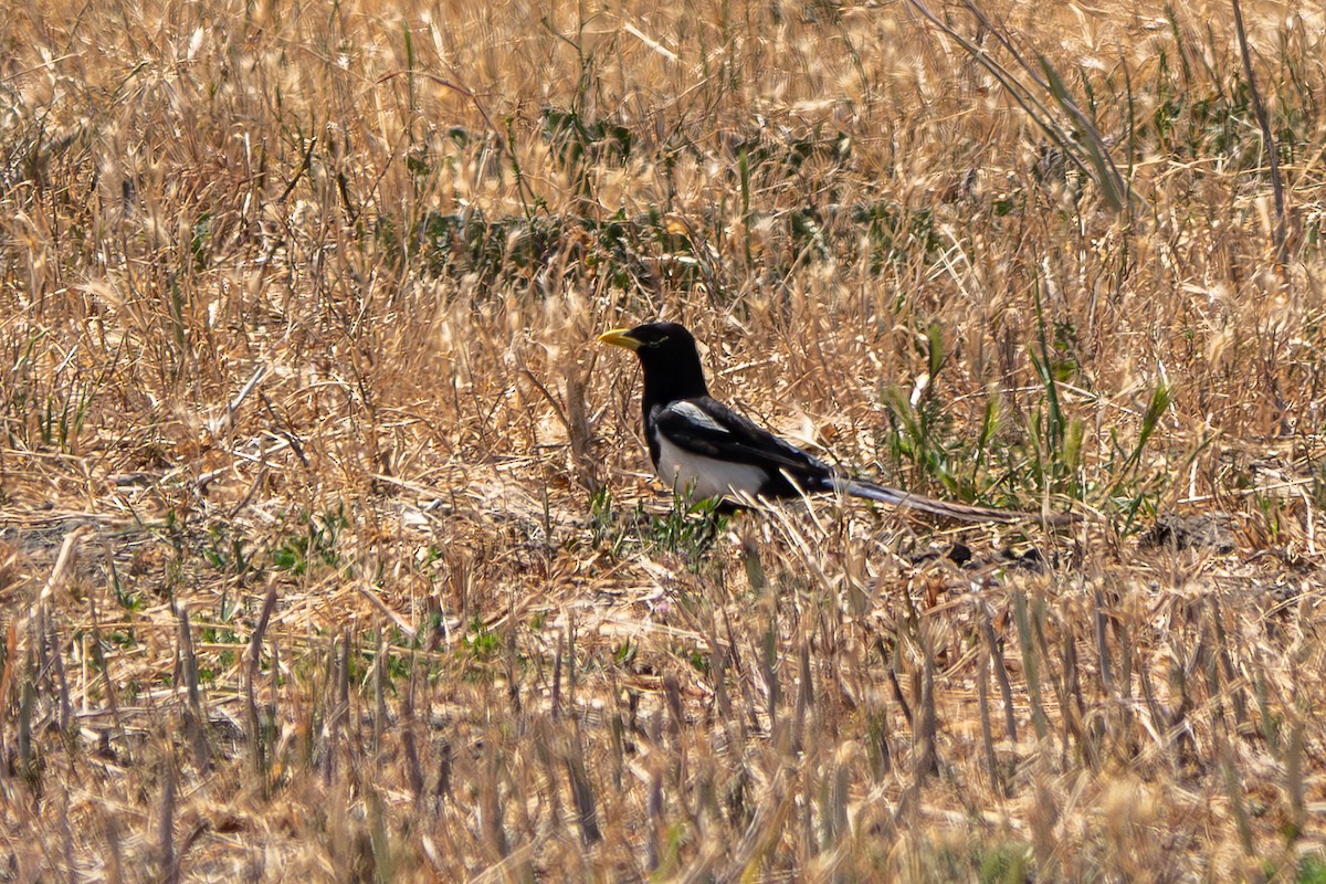Yellow-billed Magpie - ML637521655