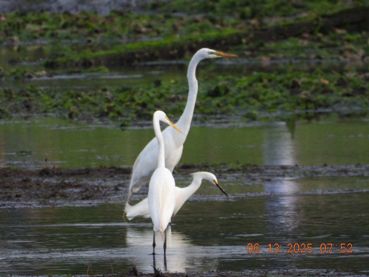 Snowy Egret - ML637521669