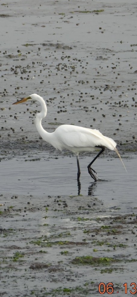 Great Egret - ML637521680