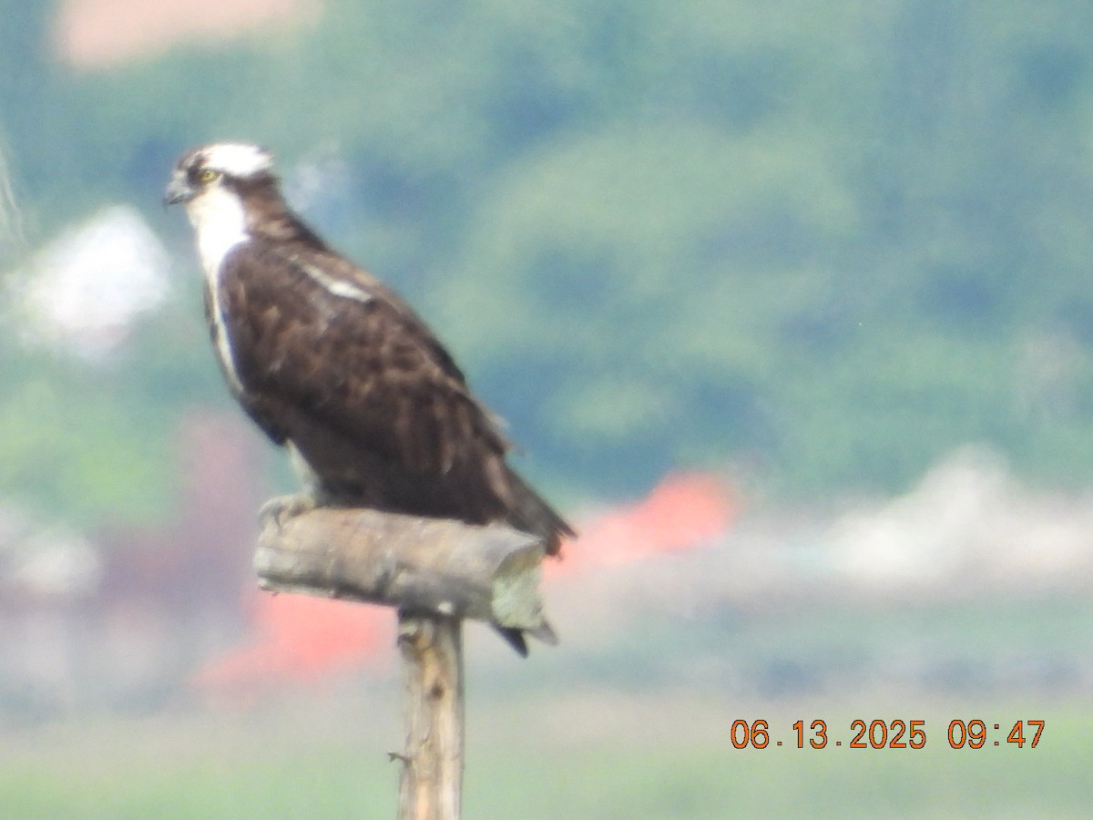 Osprey - ML637521692