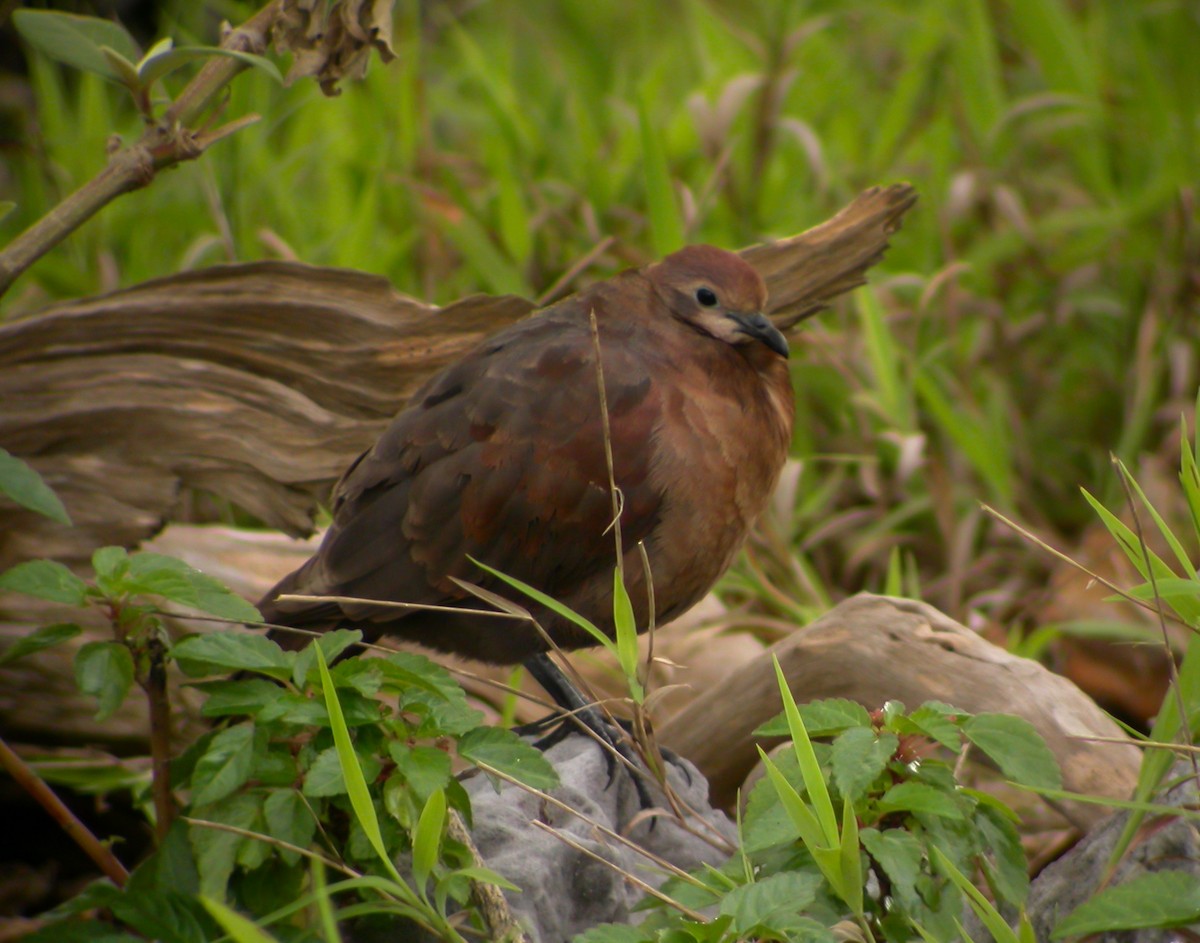 Polynesian Ground Dove - ML637521700