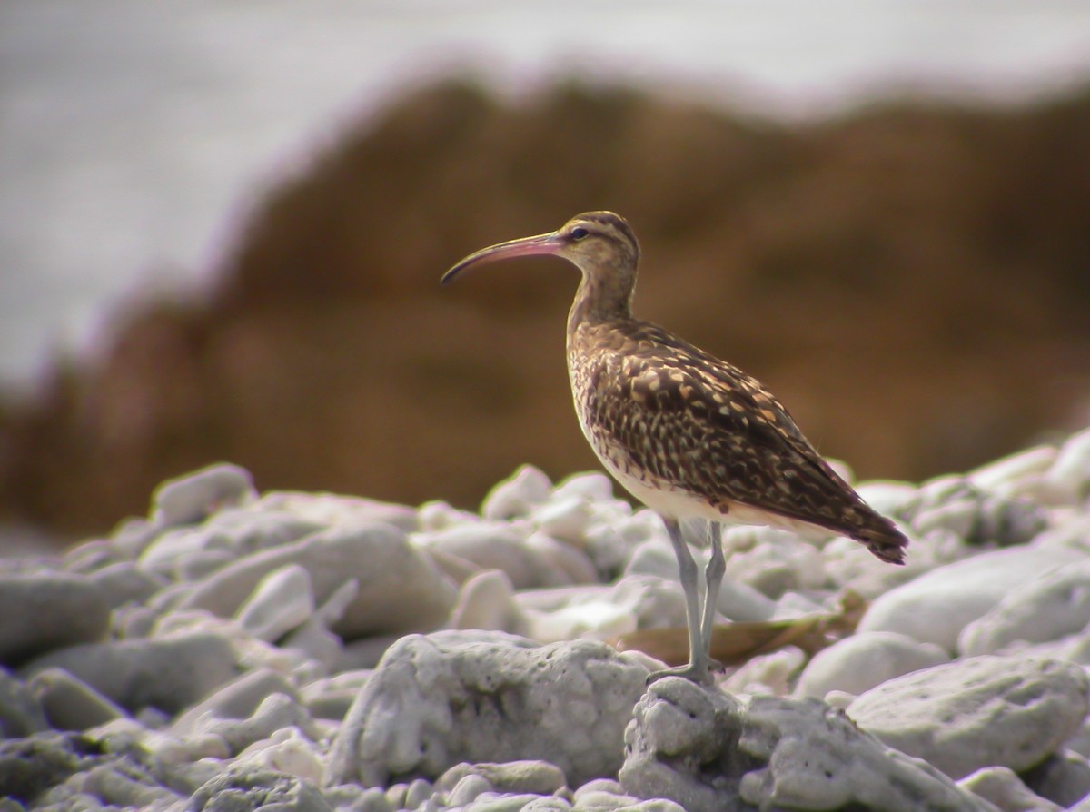 Bristle-thighed Curlew - ML637521711