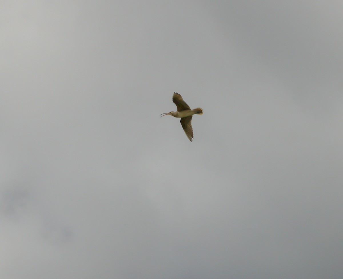 Bristle-thighed Curlew - ML637521713