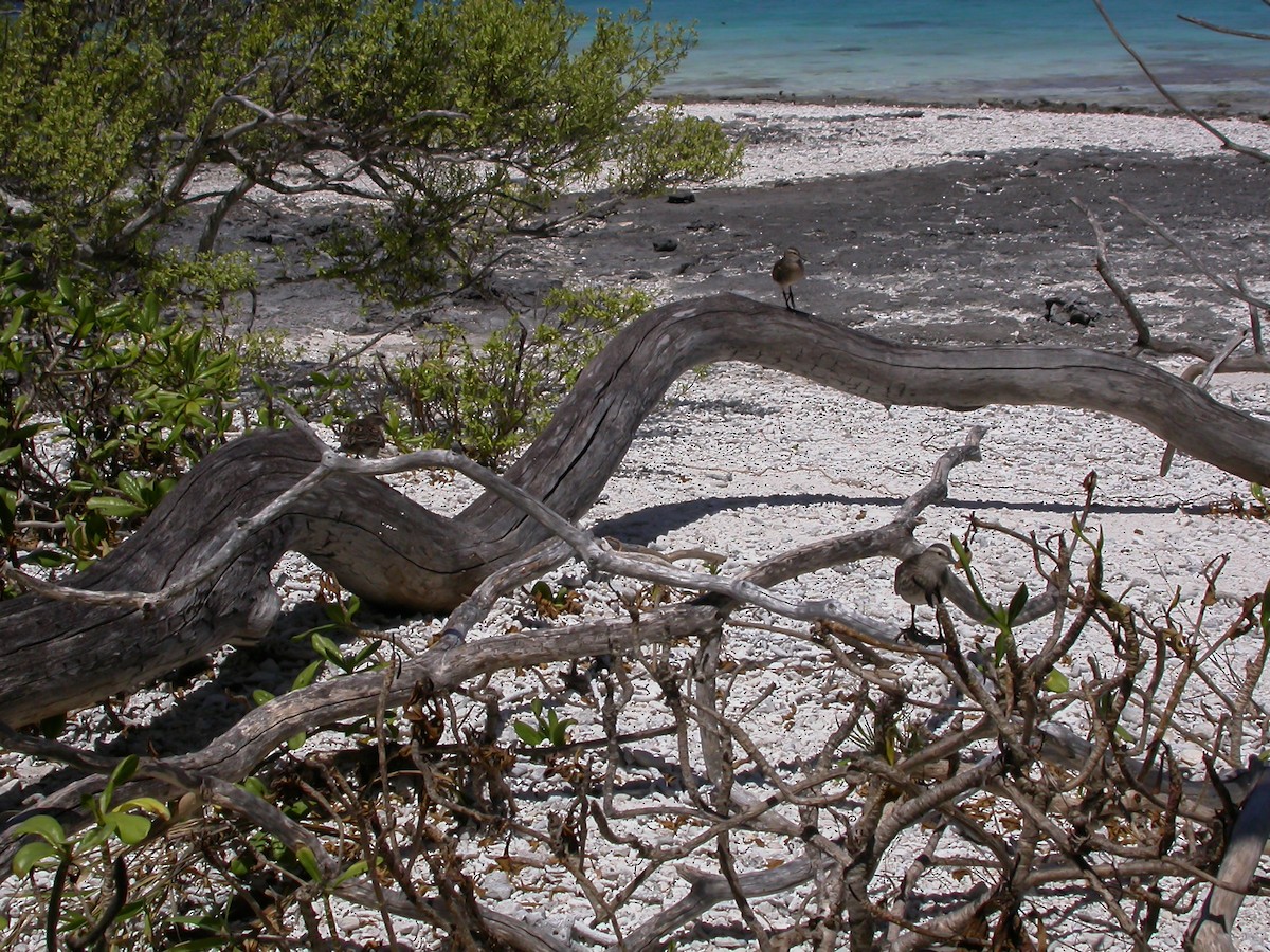 Tuamotu Sandpiper - ML637521730