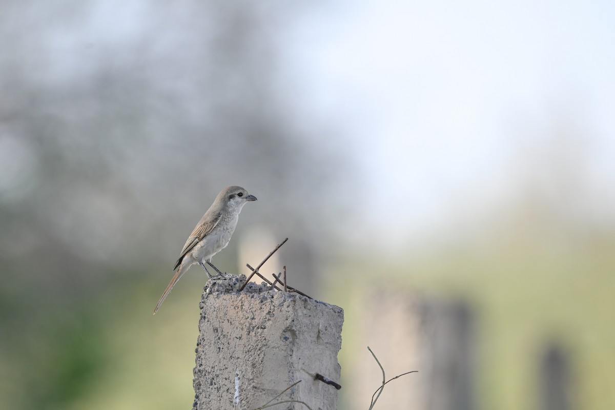 Isabelline Shrike - ML637521732