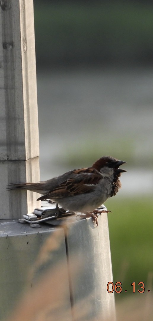 House Sparrow - ML637521737