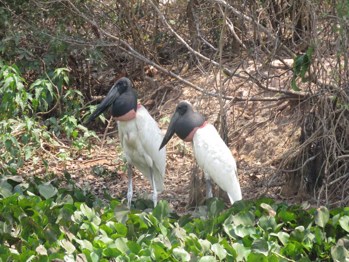 Jabiru - ML637521745