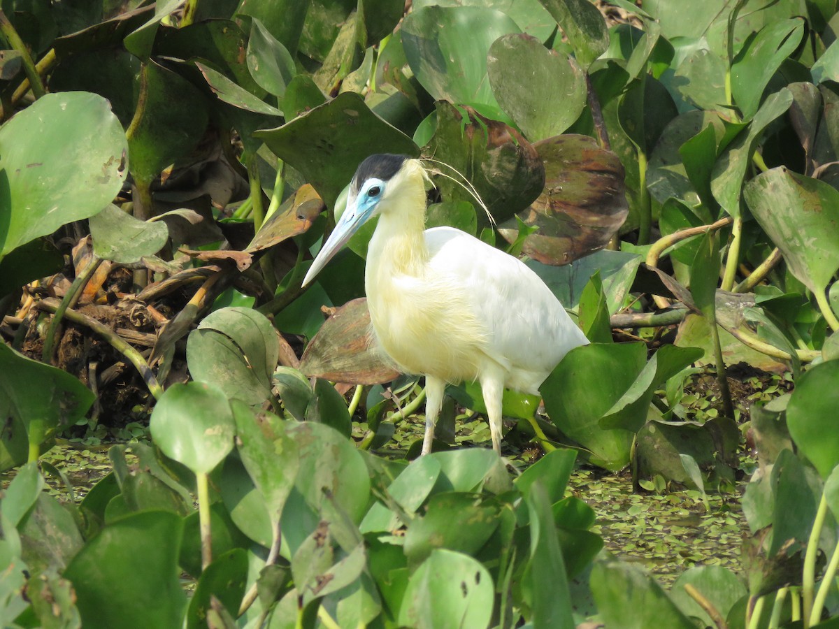 Capped Heron - ML637521752