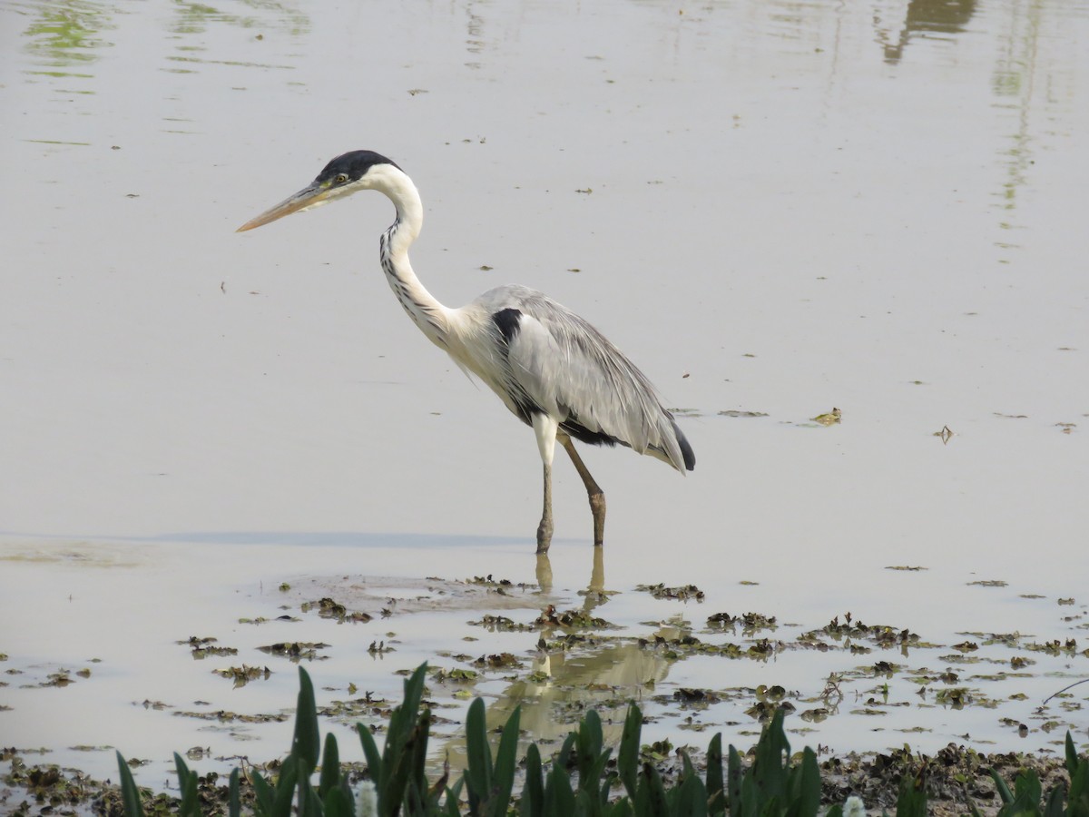 Cocoi Heron - ML637521757