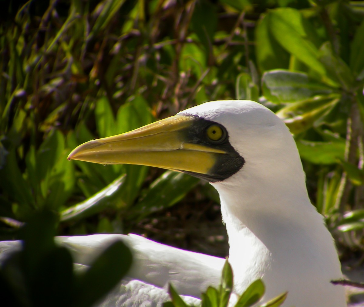Masked Booby - ML637521759