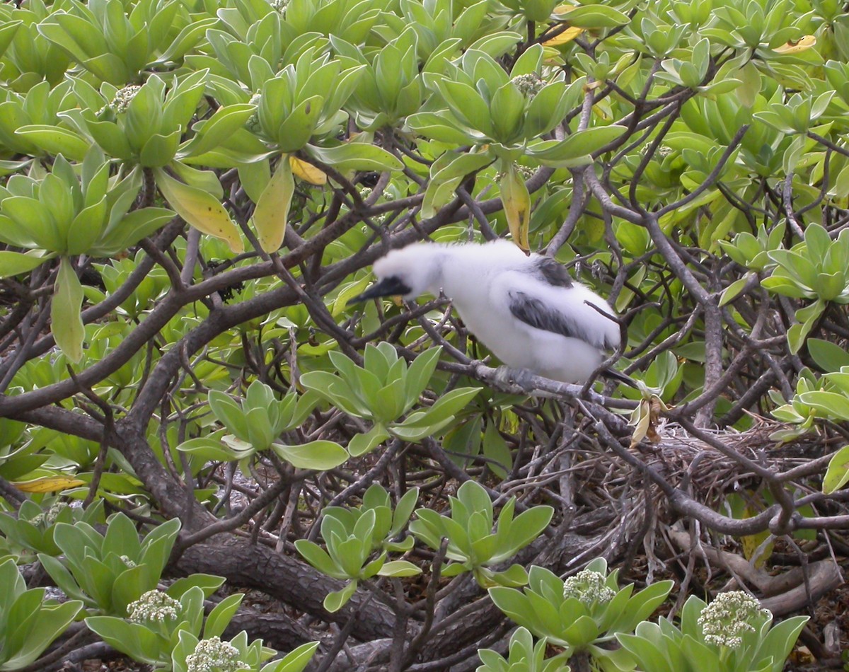 Masked Booby - ML637521761