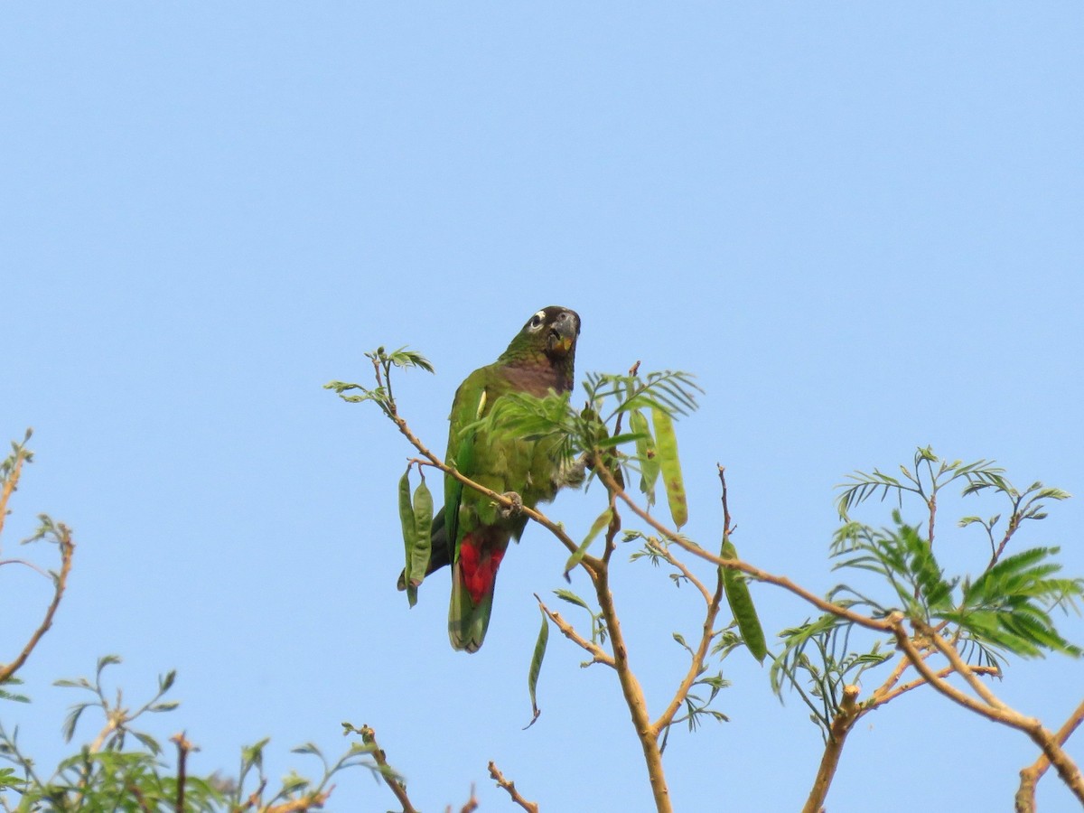 Scaly-headed Parrot - ML637521764