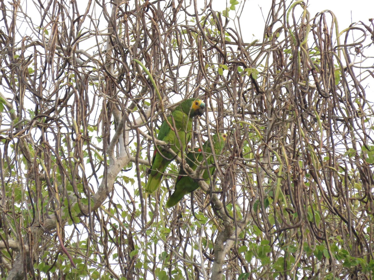 Turquoise-fronted Amazon - ML637521770