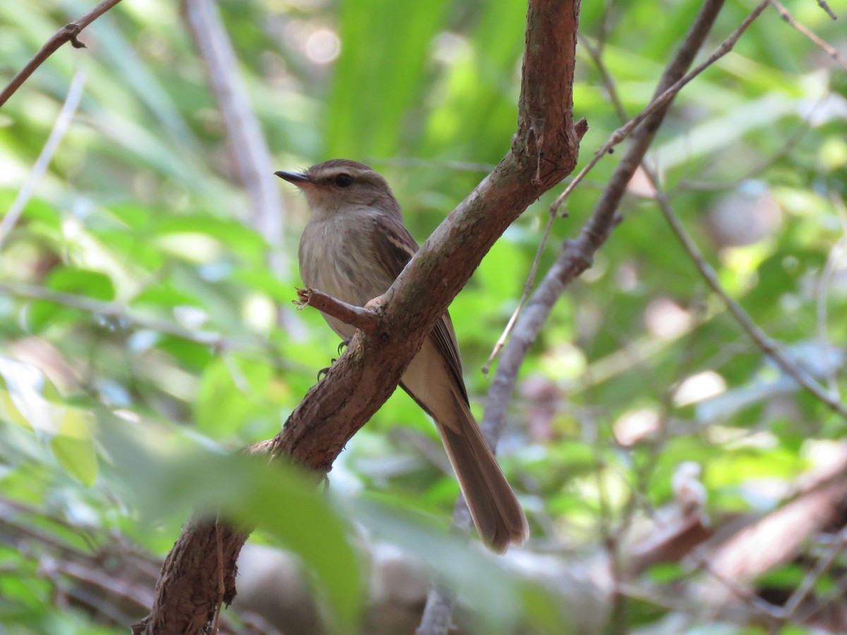 Fuscous Flycatcher - ML637521788