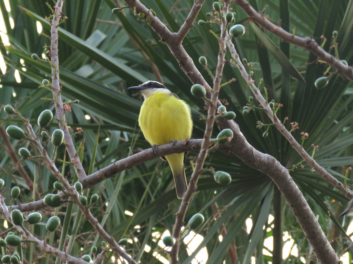 Great Kiskadee - ML637521812