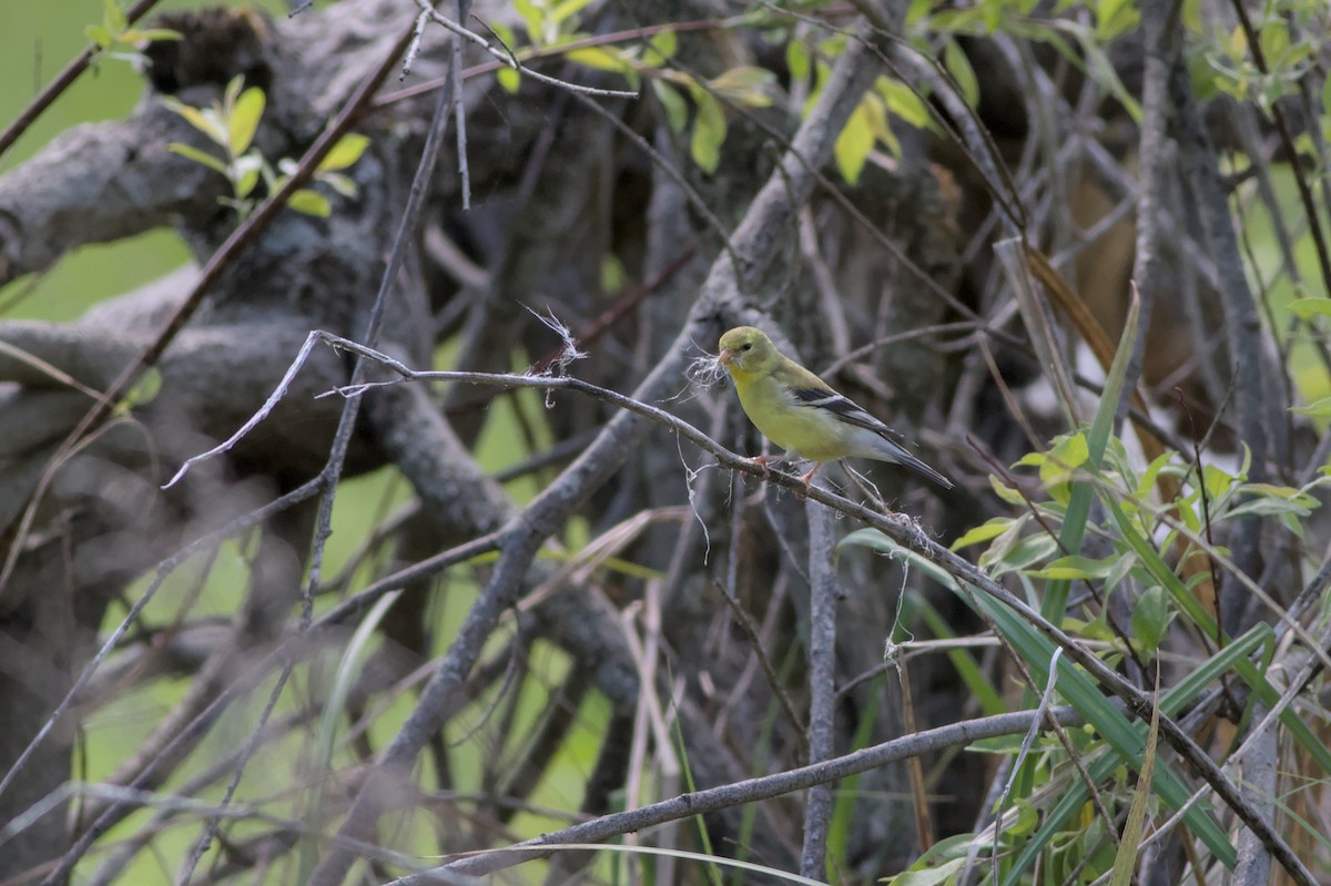 American Goldfinch - ML637521817