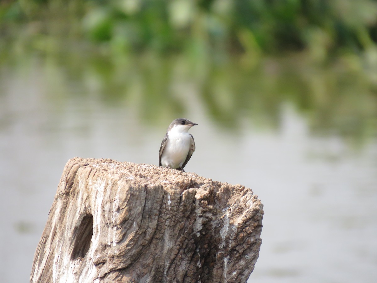 White-winged Swallow - ML637521833
