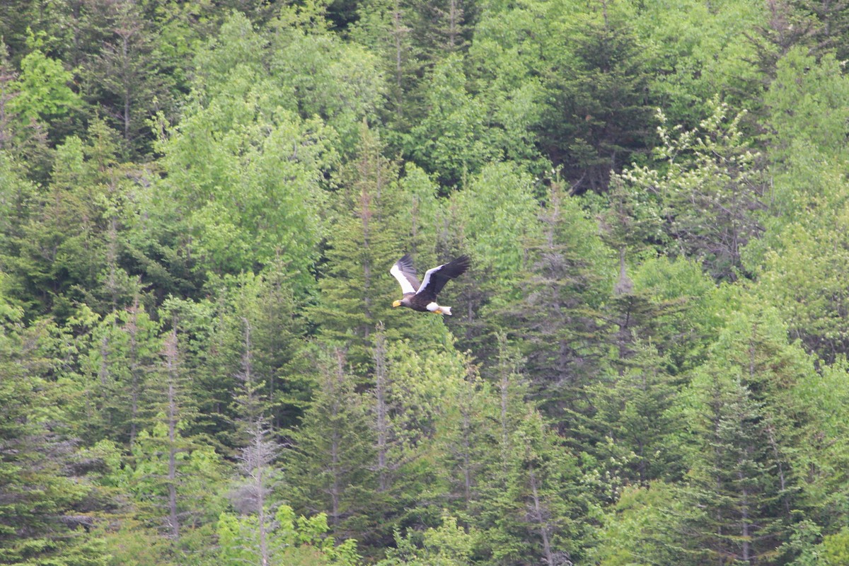 Steller's Sea-Eagle - ML637521841