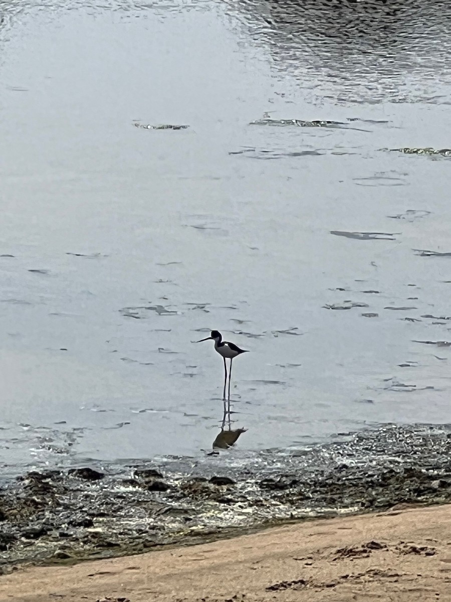 Black-necked Stilt - ML637521842